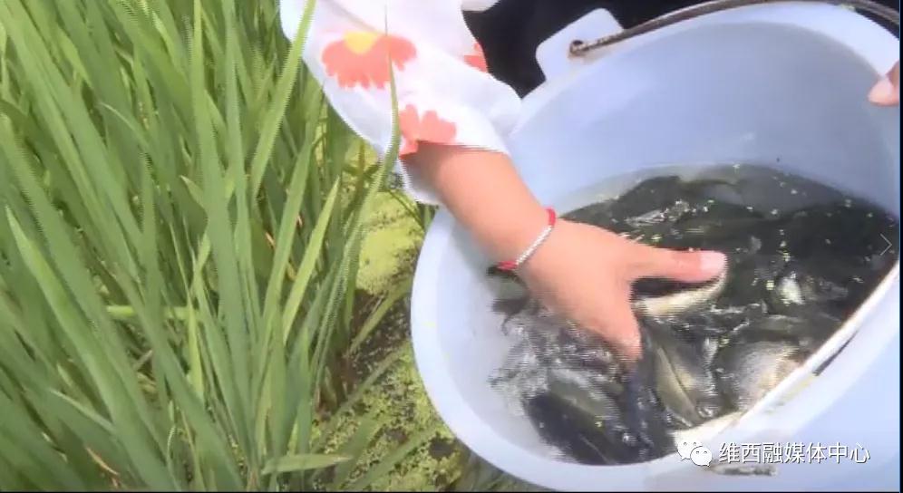 1626663580708015832.jpg 鱼i.jpg