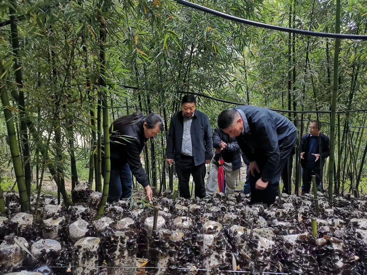 1729839766723030677.jpg 1.jpg