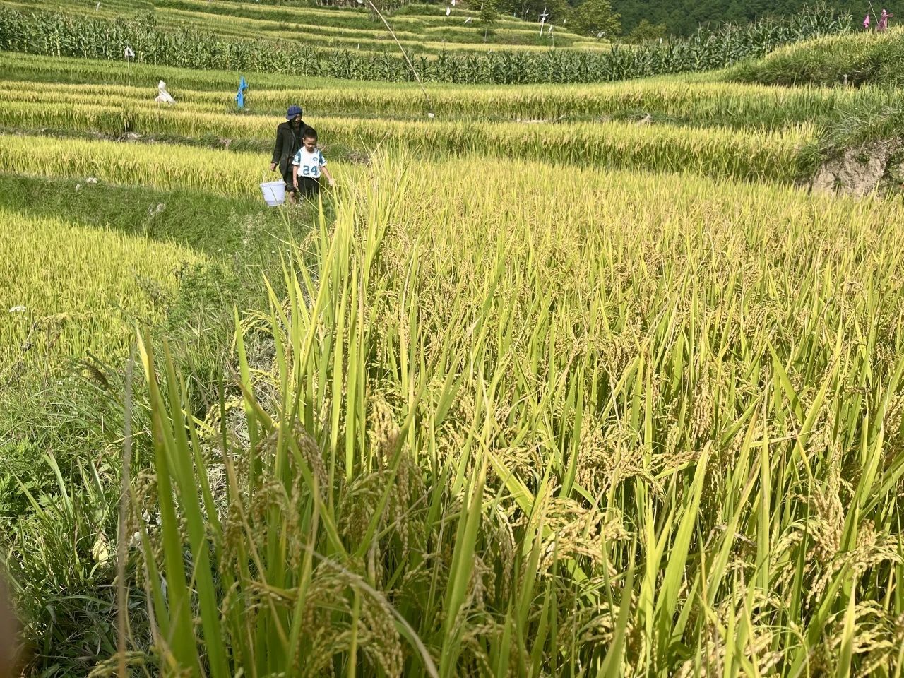 1725411166282014393.jpg 76577332b12c82a6a0c5370db5fef214.jpg