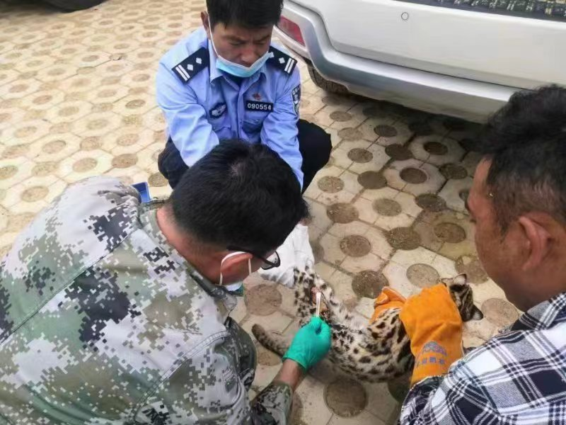 1654044750687040035.png 野猫.png