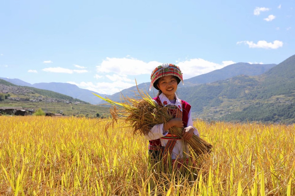 丰收的喜悦绽放在傈僳族姑娘脸上。杨洪程.jpg
